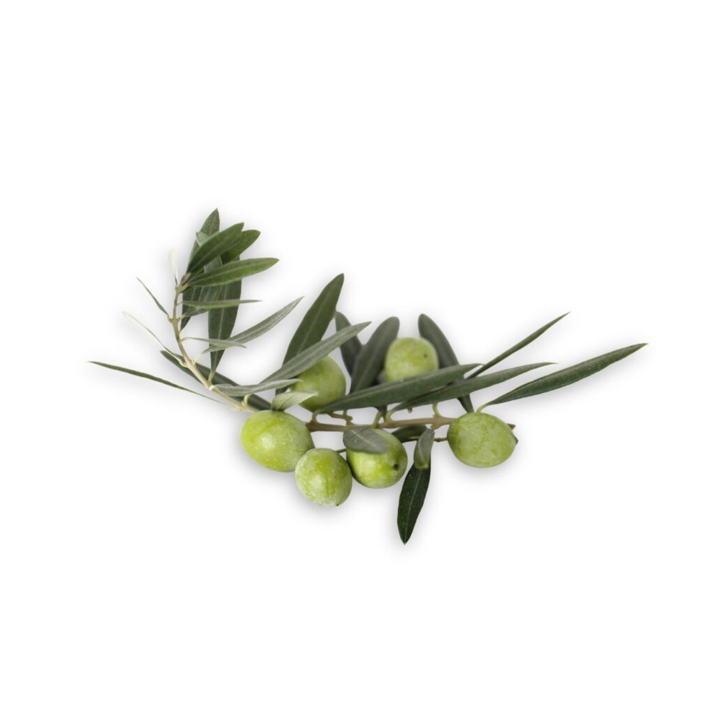 olivo