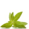 lemon verbena