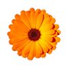 calendula bio