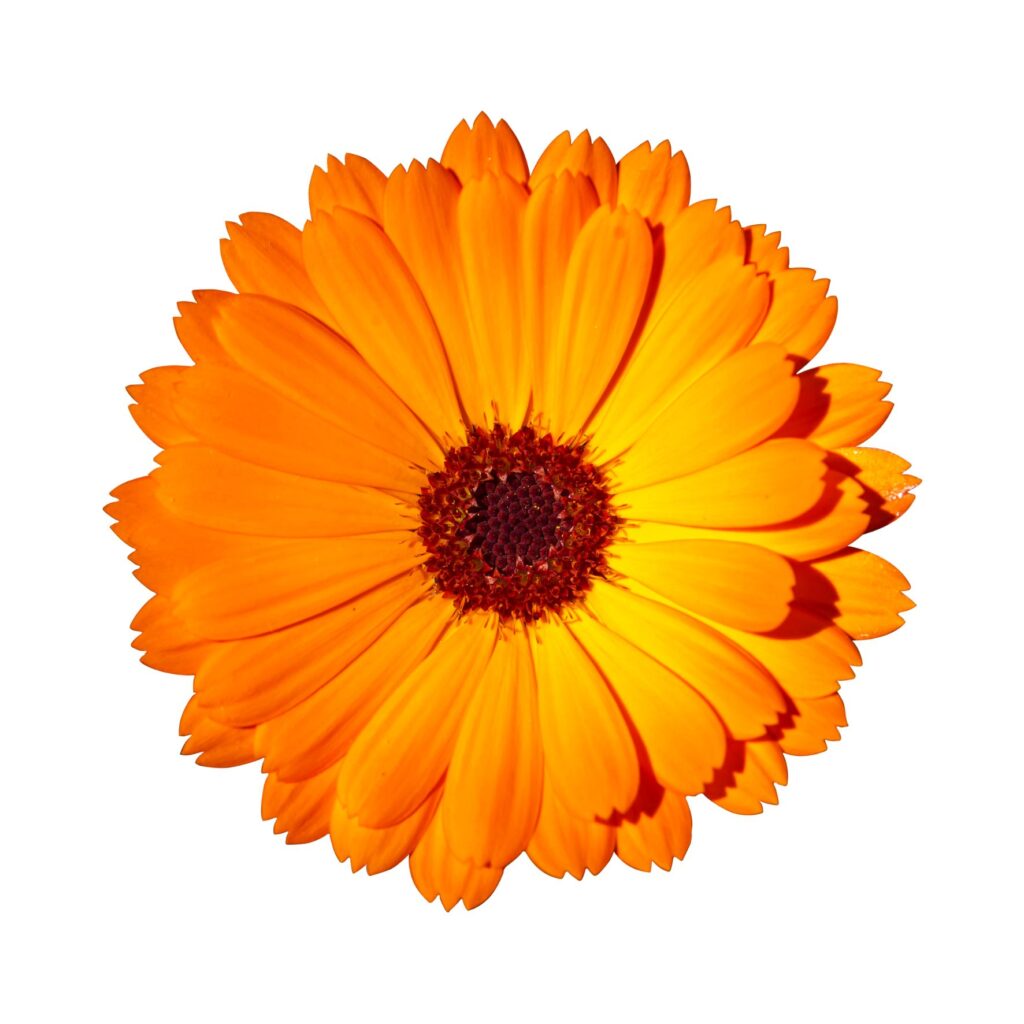 calendula bio