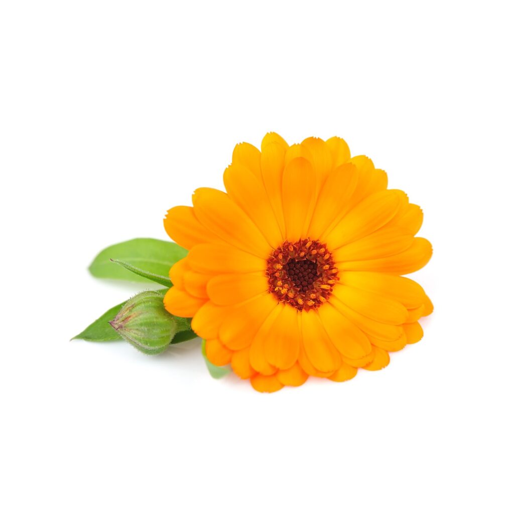 Estratto CO2 di Calendula BIO