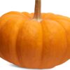 Zucca Meccanica Mica