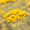 Elicriso Fragranza Naturale